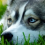 Profile picture for user joegiannetto