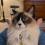 Profile picture for user joycetourigny